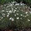 Thumbnail #3 of Cerastium tomentosum by poppysue