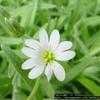 Thumbnail #2 of Cerastium tomentosum by Evert