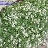 Thumbnail #4 of Cerastium tomentosum by Evert