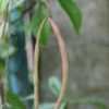 Thumbnail #4 of Trachelospermum asiaticum by philomel