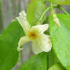 Thumbnail #3 of Trachelospermum asiaticum by philomel