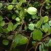 Thumbnail #3 of Muehlenbeckia axillaris by Lilypon