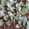 Thumbnail #1 of Dichondra argentea by poppysue