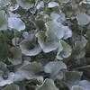 Thumbnail #3 of Dichondra argentea by htop