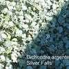 Thumbnail #4 of Dichondra argentea by trifunov