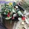 Thumbnail #2 of Gaultheria procumbens by darius
