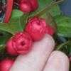 Thumbnail #4 of Gaultheria procumbens by Baa