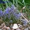 Thumbnail #3 of Ajuga reptans by mystic