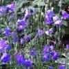 Thumbnail #1 of Campanula rotundifolia by poppysue