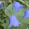 Thumbnail #4 of Campanula rotundifolia by bootandall