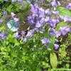 Thumbnail #3 of Campanula rotundifolia by Weezingreens