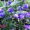 Thumbnail #2 of Campanula rotundifolia by poppysue