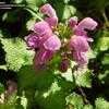 Thumbnail #5 of Lamium maculatum by violabird