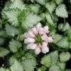 Thumbnail #1 of Lamium maculatum by Todd_Boland