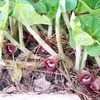 Thumbnail #1 of Asarum canadense by poppysue