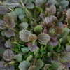 Thumbnail #4 of Ajuga reptans by Gabrielle