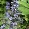 Thumbnail #3 of Ajuga reptans by marsrover