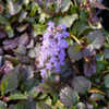 Thumbnail #1 of Ajuga reptans by growin