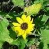 Thumbnail #3 of Helianthus debilis by Floridian