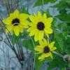 Thumbnail #1 of Helianthus debilis by Floridian