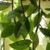 Thumbnail #2 of Tradescantia fluminensis by limo