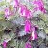 Thumbnail #3 of Dicentra eximia by mstygale