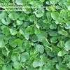 Thumbnail #4 of Dichondra repens by salvia_lover