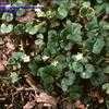 Thumbnail #2 of Dichondra repens by kennedyh