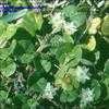 Thumbnail #1 of Dichondra repens by kennedyh