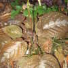 Thumbnail #5 of Pseuderanthemum alatum by scorpiosailor