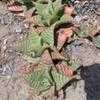 Thumbnail #3 of Aloe maculata by palmbob