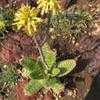 Thumbnail #4 of Aloe maculata by palmbob