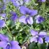 Thumbnail #2 of Viola sororia by Cville_Gardener