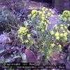 Thumbnail #3 of Euphorbia cyparissias by Baa