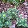 Thumbnail #2 of Euphorbia cyparissias by mystic