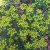 Thumbnail #4 of Euphorbia cyparissias by Toxicodendron