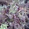 Thumbnail #1 of Euphorbia cyparissias by Baa