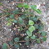 Thumbnail #5 of Mitchella repens by passiflora07