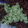 Thumbnail #1 of Helichrysum petiolare by jkom51