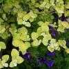 Thumbnail #2 of Helichrysum petiolare by poppysue