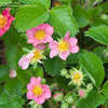 Thumbnail #5 of Fragaria x ananassa by Gardening_Jim