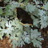 Thumbnail #5 of Artemisia stelleriana by DaylilySLP