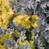 Thumbnail #3 of Artemisia stelleriana by growin