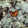 Thumbnail #4 of Artemisia stelleriana by DaylilySLP