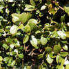 Thumbnail #5 of Euonymus fortunei by growin