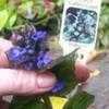 Thumbnail #3 of Ajuga reptans by Weezingreens