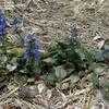 Thumbnail #5 of Ajuga reptans by saltcedar