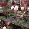 Thumbnail #1 of Persicaria capitata by Zanymuse