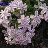 Thumbnail #1 of Phlox subulata by yvana