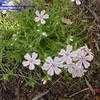 Thumbnail #2 of Phlox subulata by jody